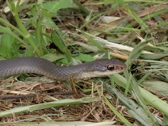 Coluber constrictor paludicola