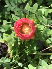 Austrocylindropuntia subulata