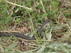 Coluber constrictor paludicola