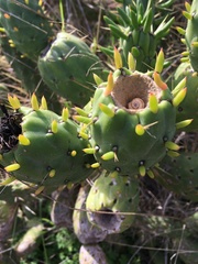 Austrocylindropuntia subulata