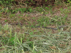 Coluber constrictor paludicola