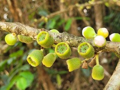 Bellucia mespiloides