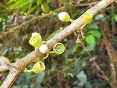 Bellucia mespiloides