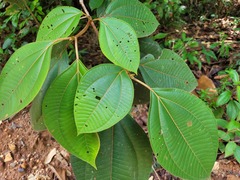 Bellucia mespiloides