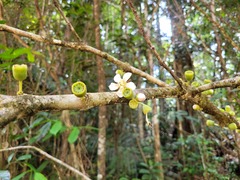 Bellucia mespiloides
