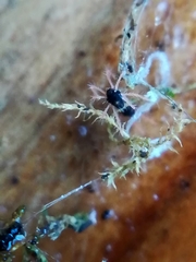 Linopenthaleus