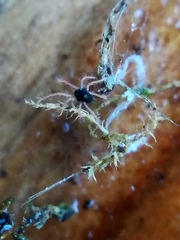 Linopenthaleus