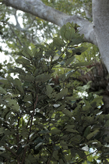 Cryptocarya