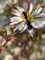 Lasioglossum coriaceum