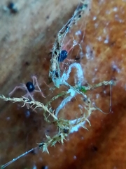 Linopenthaleus