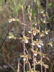 Eulophia graminea