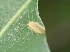 Xanthocaecilius