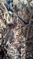 Chrysomya rufifacies