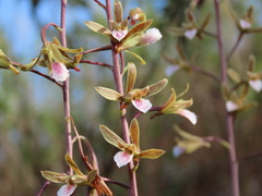 Eulophia graminea