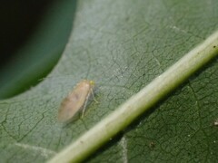 Xanthocaecilius