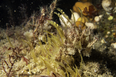 Antennella secundaria