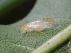 Xanthocaecilius