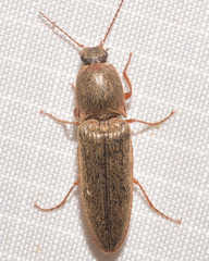 Gambrinus griseus