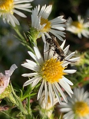 Lasioglossum coriaceum