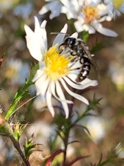 Lasioglossum coriaceum