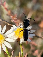 Lasioglossum coriaceum