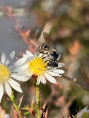 Lasioglossum coriaceum