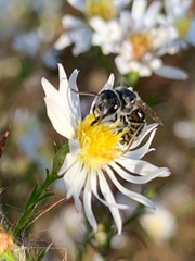Lasioglossum coriaceum