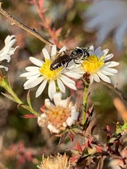 Lasioglossum coriaceum