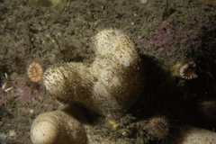 Alcyonium digitatum