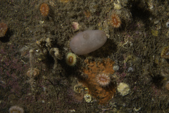 Ascidia virginea