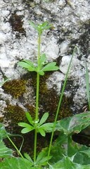Galium aparine