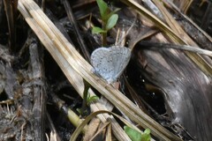 Celastrina