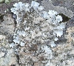 Xanthoparmelia conspersa