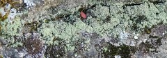 Cladonia chlorophaea