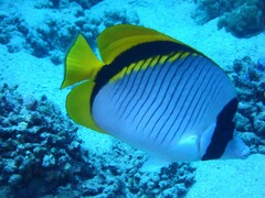 Chaetodon lineolatus