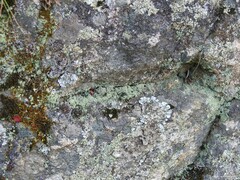 Cladonia chlorophaea