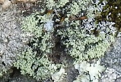 Cladonia chlorophaea