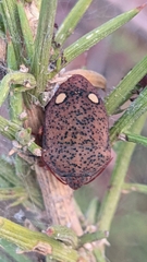 Solenosthedium bilunatum