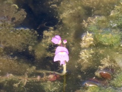 Utricularia purpurea