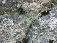 Cladonia chlorophaea