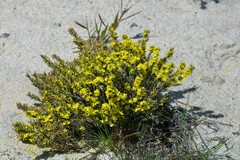 Hudsonia tomentosa