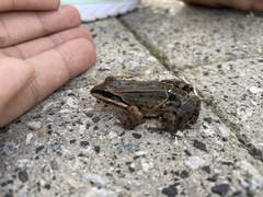 Leptodactylus albilabris
