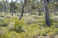 Hakea rostrata