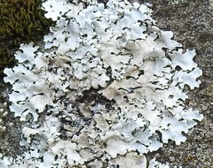 Xanthoparmelia conspersa