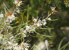 Hakea rostrata