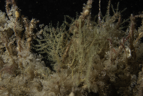 Lafoea dumosa