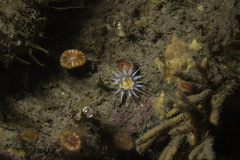 Actinothoe sphyrodeta