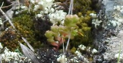 Sedum arenarium