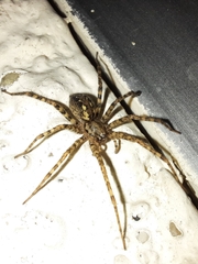 Tegenaria