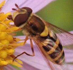Syrphus rectus